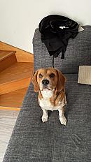 Donne beagle mâle 4 ans - Haute Savoie - Photo 4