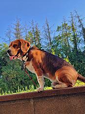 Donne beagle mâle 4 ans - Haute Savoie - Photo 5