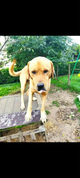 Donne Berger d'Anatolie x labrador mâle 5 ans - Ain