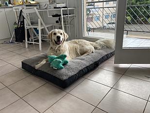 Donne Golden retriever mâle 10 ans - Seine Saint Denis