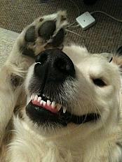 Donne Golden retriever mâle 10 ans - Seine Saint Denis - Photo 2