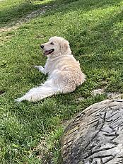 Donne Golden retriever mâle 10 ans - Seine Saint Denis - Photo 3