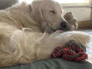 Donne Golden retriever mâle 10 ans - Seine Saint Denis - Photo 4