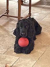 Donne cocker mâle 4 ans câlin et joueur - Haute Savoie - Photo 2