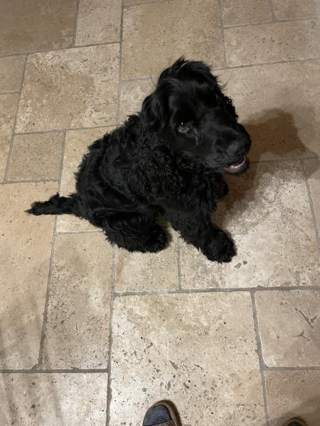 Donne cocker mâle 4 ans câlin et joueur - Haute Savoie