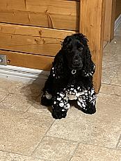 Donne cocker mâle 4 ans câlin et joueur - Haute Savoie - Photo 3