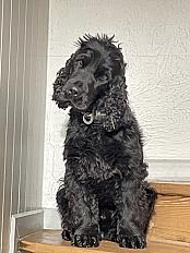 Donne cocker mâle 4 ans câlin et joueur - Haute Savoie - Photo 4