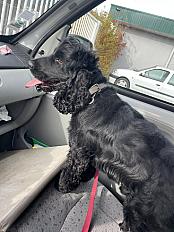 Donne cocker mâle 4 ans câlin et joueur - Haute Savoie - Photo 5