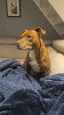 Donne staffie femelle 6 ans - Essonne - Photo 2