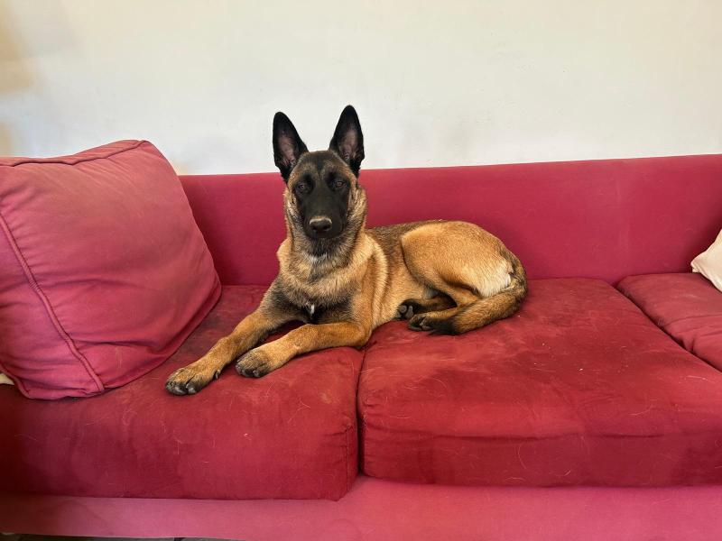Donne malinois femelle 10 mois - Aude