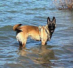 Donne malinois femelle 10 mois - Aude - Photo 2