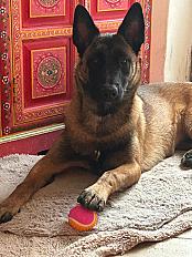 Donne malinois femelle 10 mois - Aude - Photo 3
