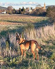 Donne malinois femelle 10 mois - Aude - Photo 4