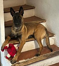 Donne malinois femelle 10 mois - Aude - Photo 5
