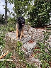 Donne Salsa berger belge tervueren femelle 4 ans - Ille et Vilaine - Photo 2