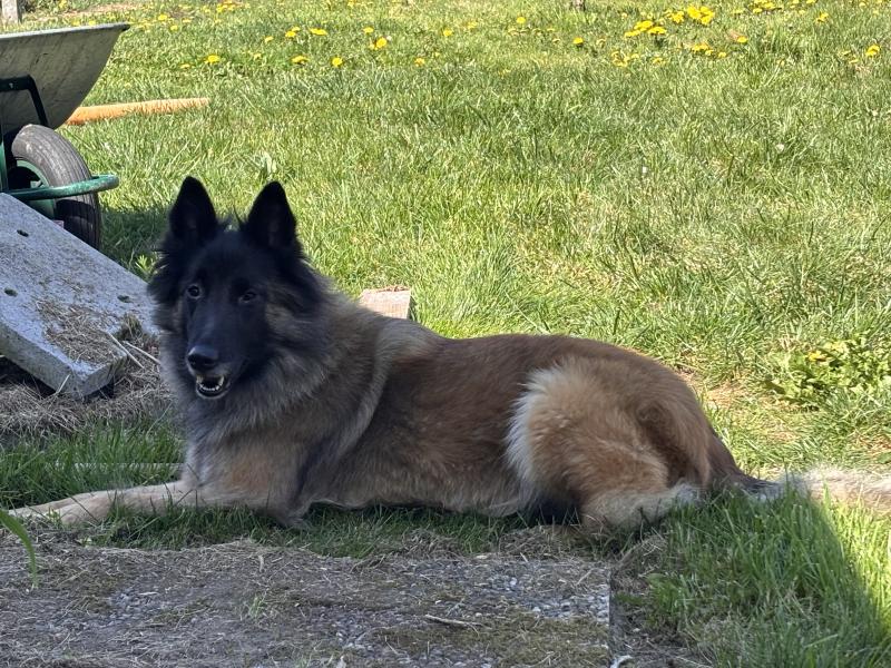 Donne Salsa berger belge tervueren femelle 4 ans - Ille et Vilaine