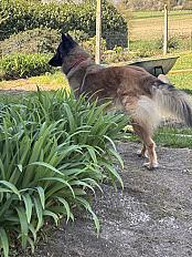 Donne Salsa berger belge tervueren femelle 4 ans - Ille et Vilaine - Photo 3