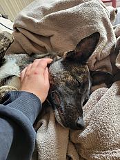 Donne Kia berger belge tervueren x staffie femelle 1 an - Haute Garonne - Photo 2