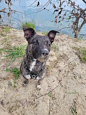 Donne Kia berger belge tervueren x staffie femelle 1 an - Haute Garonne - Photo 3