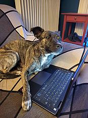 Donne Kia berger belge tervueren x staffie femelle 1 an - Haute Garonne