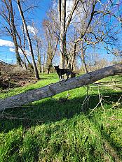 Donne Kia berger belge tervueren x staffie femelle 1 an - Haute Garonne - Photo 4
