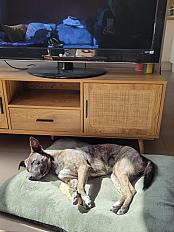 Donne Kia berger belge tervueren x staffie femelle 1 an - Haute Garonne - Photo 5