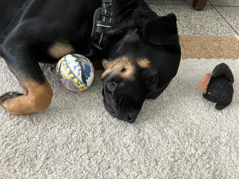 Donne Benji, Rottweiler mâle de 5 ans - Bouches-du-Rhône