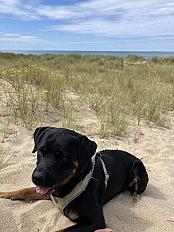 Donne Benji, Rottweiler mâle de 5 ans - Bouches-du-Rhône - Photo 2