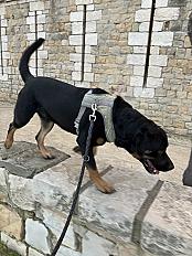 Donne Benji, Rottweiler mâle de 5 ans - Bouches-du-Rhône - Photo 3