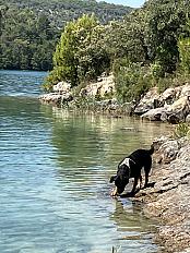 Donne Benji, Rottweiler mâle de 5 ans - Bouches-du-Rhône - Photo 4