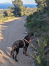 Donne Benji, Rottweiler mâle de 5 ans - Bouches-du-Rhône - Photo 5