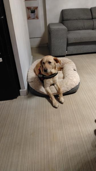 Donne labrador femelle 6 ans - Oise