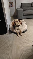 Donne labrador femelle 6 ans - Oise