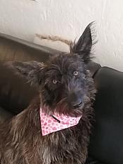 Donne berger picard femelle 4 ans - Var - Photo 2