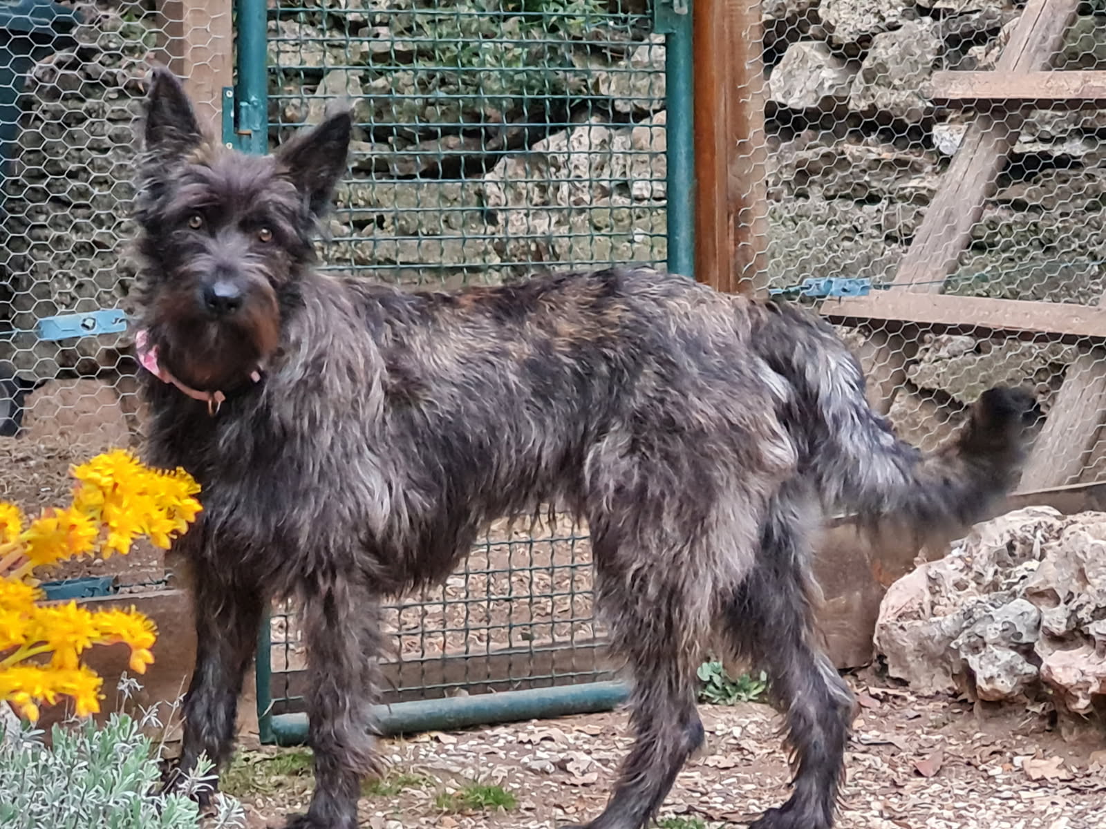 Donne berger picard femelle 4 ans - Var - Chien a donner a Besse-sur-Issole