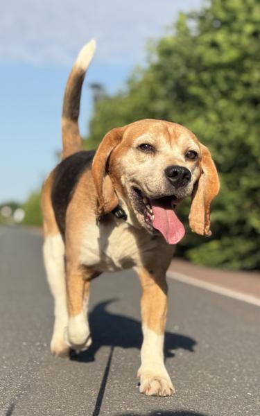 Donne beagle mâle 8 ans - Calvados