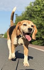 Donne beagle mâle 8 ans - Calvados