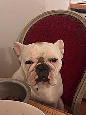 Donne bouledogue français femelle 4 ans - Indre et Loire - Photo 2