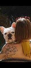 Donne bouledogue français femelle 4 ans - Indre et Loire - Photo 3
