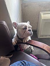 Donne bouledogue français femelle 4 ans - Indre et Loire - Photo 4
