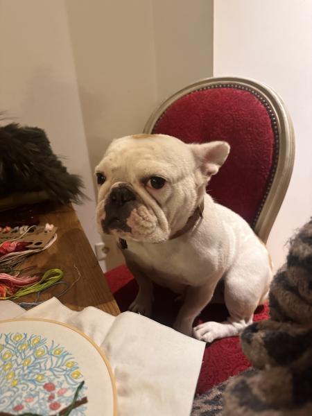 Donne bouledogue français femelle 4 ans - Indre et Loire