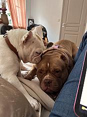 Donne bouledogue français femelle 4 ans - Indre et Loire - Photo 5