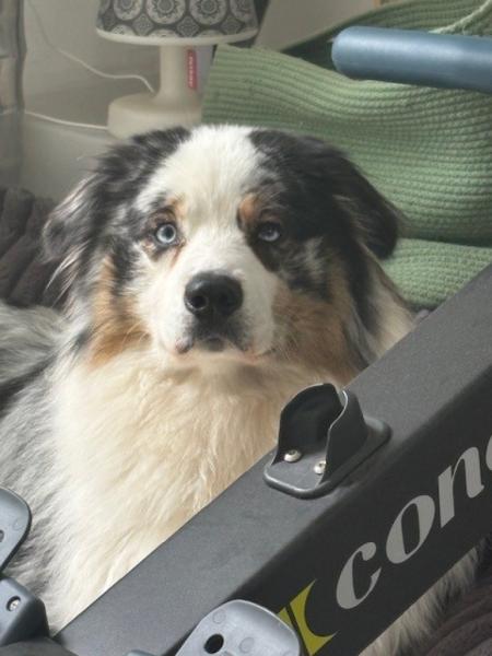 Donne adorable berger australien mâle 2 ans - Gironde