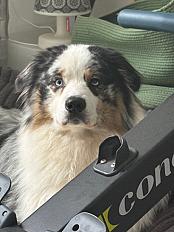 Donne adorable berger australien mâle 2 ans - Gironde