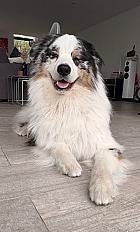 Donne adorable berger australien mâle 2 ans - Gironde - Photo 2