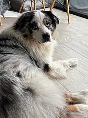 Donne adorable berger australien mâle 2 ans - Gironde - Photo 3