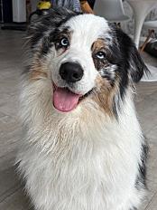 Donne adorable berger australien mâle 2 ans - Gironde - Photo 4