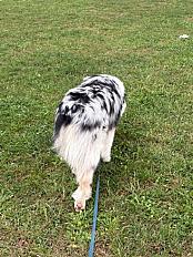 Donne adorable berger australien mâle 2 ans - Gironde - Photo 5