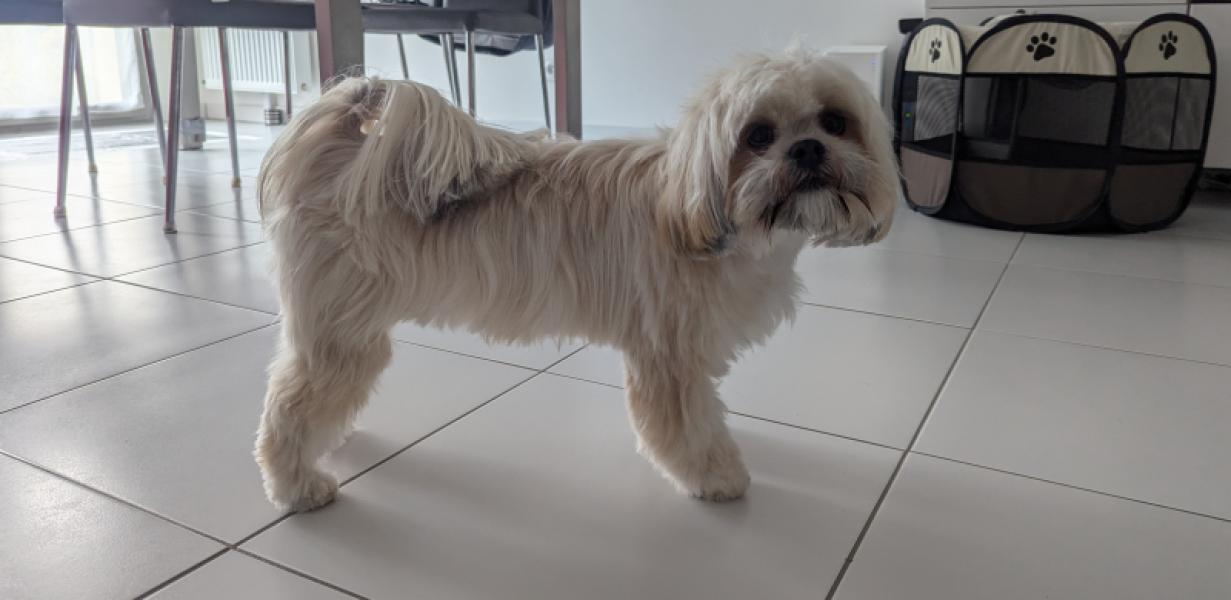 Donne Lhassa Apso (race similaire Shih Tzu) femelle 3 ans - Yvelines