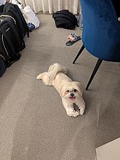 Donne Lhassa Apso (race similaire Shih Tzu) femelle 3 ans - Yvelines - Photo 2